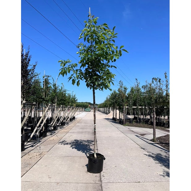 Valnöt - Juglans regia 'Broadview' 12-14 HS,